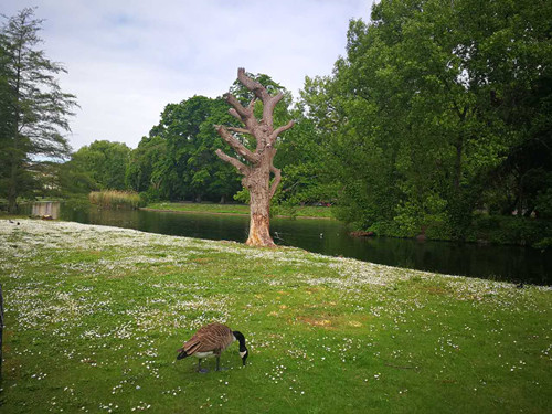 2017英國景觀專業(yè)考察交流Day1：倫敦皇家園林