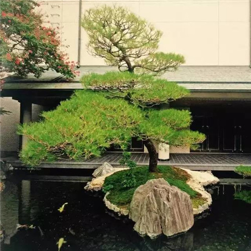 日本園林大師枡野俊明談造園和賞園