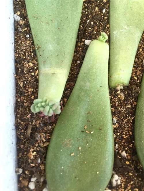 多肉植物可嘗試葉插繁殖