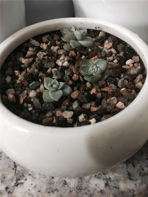 多肉植物可嘗試葉插繁殖