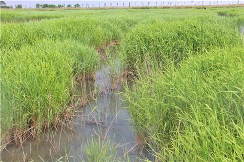 鳥類天堂——河北唐山曹妃甸濕地