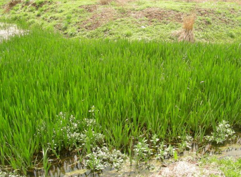 雨水花園在海綿城市建設(shè)中的意義