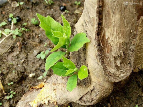 濟南南部山區的珍貴樹種介紹——柘木