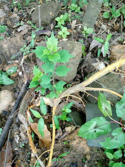 濟南南部山區的珍貴樹種介紹——柘木
