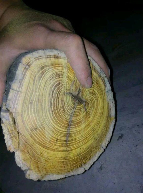 濟南南部山區的珍貴樹種介紹——柘木