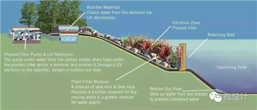 Natural swimming pool 打造夏日生態(tài)泳池