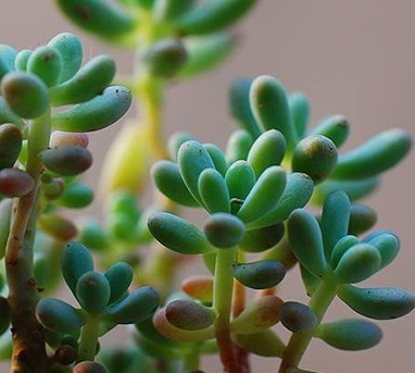 多年生肉質(zhì)植物八千代養(yǎng)護之法