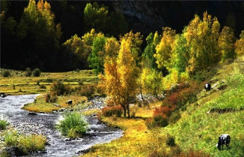青海最美森林公園