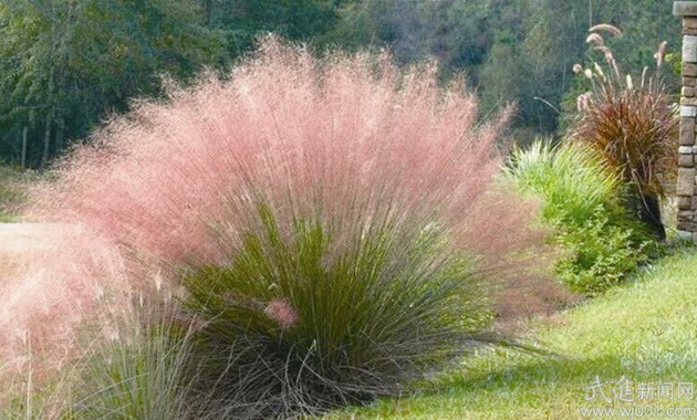 城市景觀的新寵——粉黛亂子草