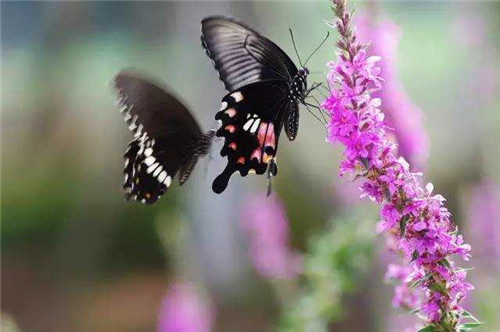 洪澤湖濕地千屈菜花驚艷綻放