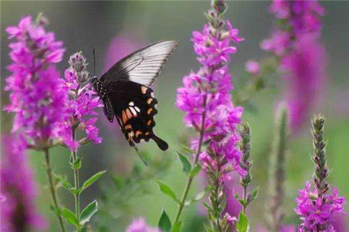 洪澤湖濕地千屈菜花驚艷綻放