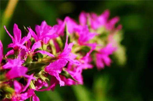 洪澤湖濕地千屈菜花驚艷綻放