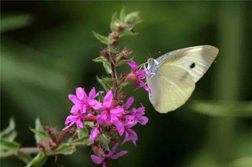 洪澤湖濕地千屈菜花驚艷綻放