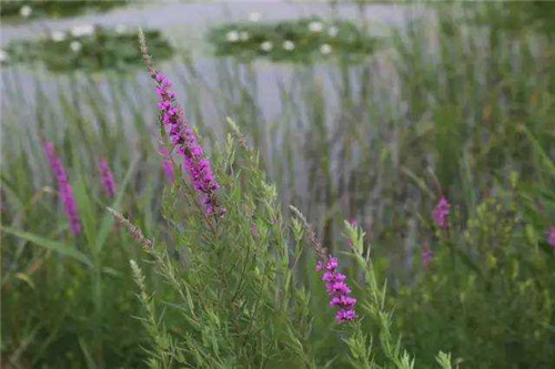 洪澤湖濕地千屈菜花驚艷綻放