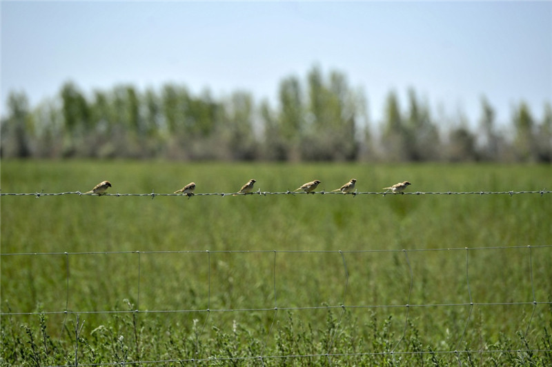 新疆塔城加快修復(fù)庫魯斯臺草原生態(tài)