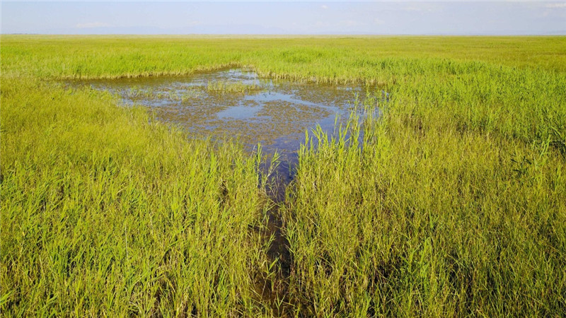 新疆塔城加快修復(fù)庫魯斯臺草原生態(tài)