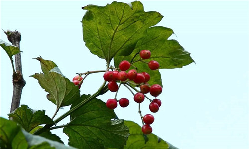 歷數七大中國古典園林植物