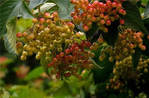 歷數七大中國古典園林植物