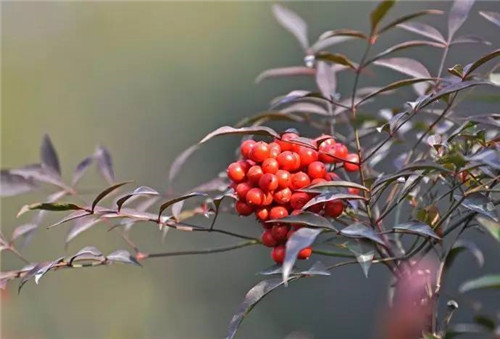 歷數七大中國古典園林植物