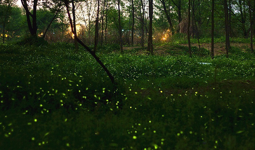 浙江美麗的濕地公園