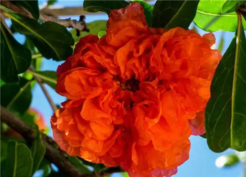 這類樹木為何能在園林綠化中長盛不衰?