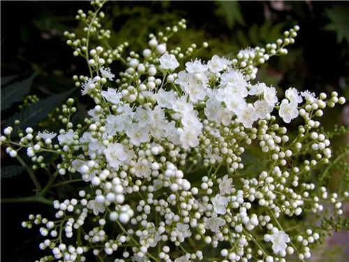 這類樹木為何能在園林綠化中長盛不衰?