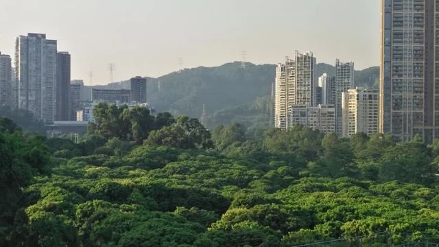 被媒體譽(yù)為深圳最美城市公園