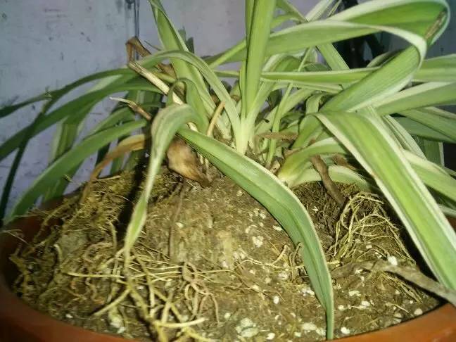 植物生病了怎么判斷?