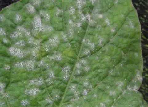 植物生病了怎么判斷?