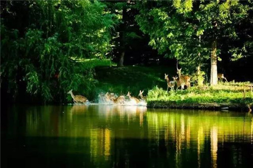 北京五環(huán)內(nèi)竟然有座“城市森林”?