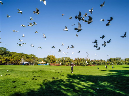 北京五環(huán)內(nèi)竟然有座“城市森林”？