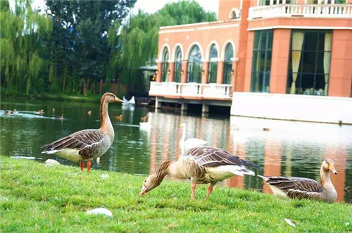 北京五環(huán)內(nèi)竟然有座“城市森林”？