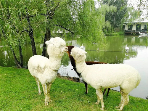 北京五環(huán)內(nèi)竟然有座“城市森林”？