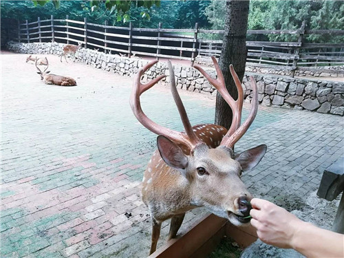 北京五環內竟然有座“城市森林”?