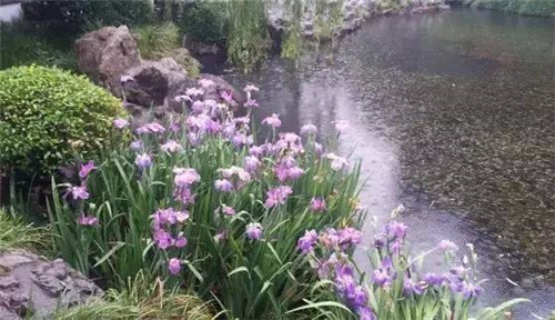 水生植物的種植密度!