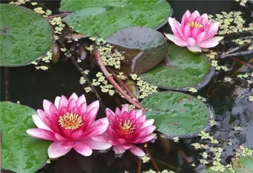 水生植物的種植密度!