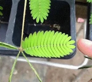 植物有隱藏的記憶?