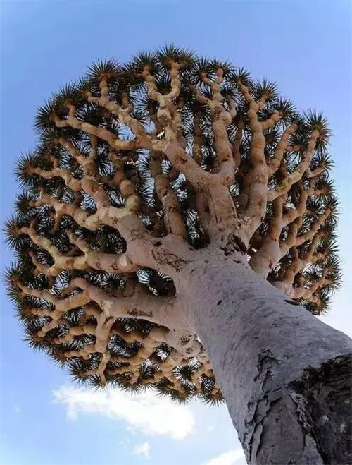 這些千年古樹，都是寶物啊