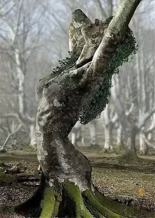 這些千年古樹，都是寶物啊