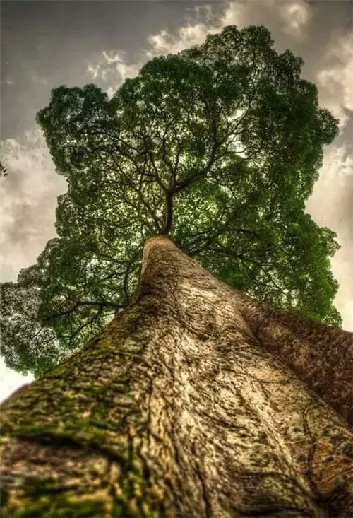 這些千年古樹，都是寶物啊