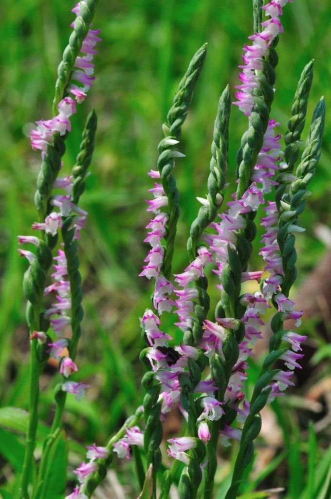 看到這個雜草千萬不要砍，是瀕危野生植物