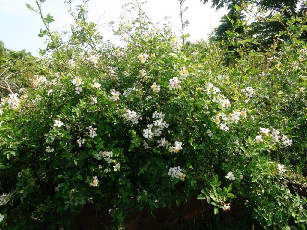 看到這個雜草千萬不要砍，是瀕危野生植物