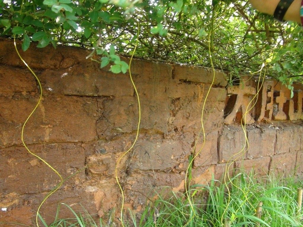 看到這個雜草千萬不要砍，是瀕危野生植物