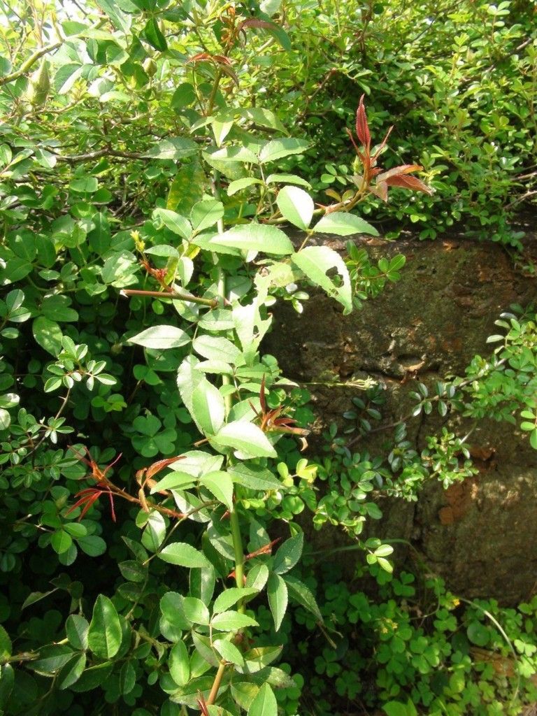 看到這個雜草千萬不要砍，是瀕危野生植物