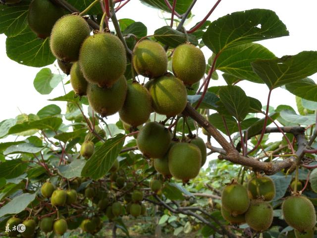 這些國寶級的獼猴桃你見過嘛?