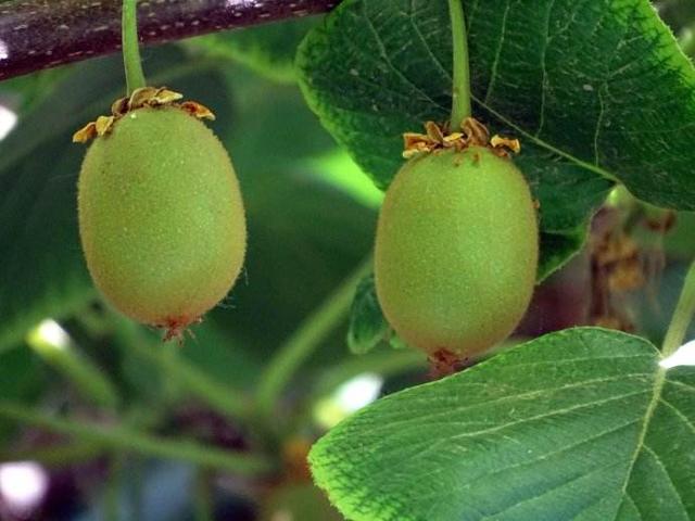 這些國寶級的獼猴桃你見過嘛?