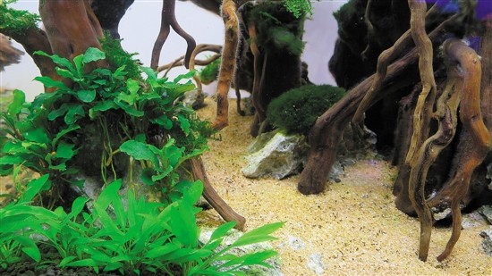 用魚缸圓你的造園夢(mèng)（多圖）