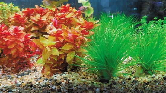 用魚缸圓你的造園夢(mèng)（多圖）