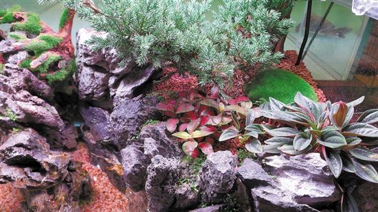 用魚缸圓你的造園夢(mèng)（多圖）