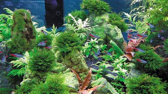 用魚缸圓你的造園夢(mèng)（多圖）